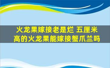 火龙果嫁接老是烂 五厘米高的火龙果能嫁接蟹爪兰吗